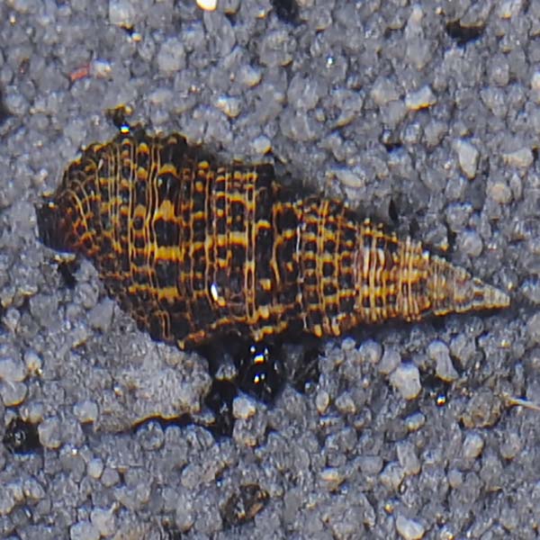 ORA® Aquacultured Cerith Snails ORA® Aquacultured Cerith Snails